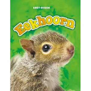 Afbeelding van Baby-dieren - Eekhoorn