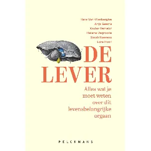 Afbeelding van De lever