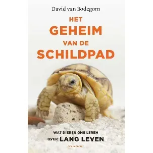 Afbeelding van Het geheim van de schildpad